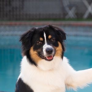 Meet your Posher, Andy